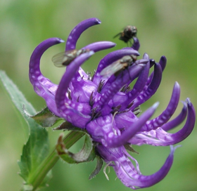 Picture of Liposoluble extract "Devil''s Claw "