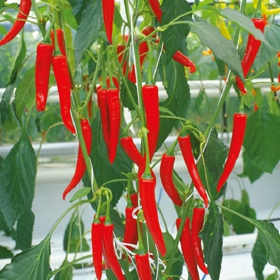 Picture of Liposoluble extract "Capsicum"