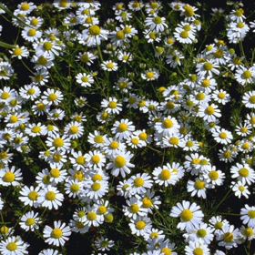 Picture of Liposoluble extract "Chamomile "