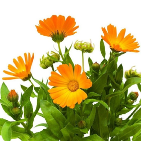 Immagine di Estratto liposolubile calendula