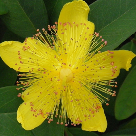 Picture of Liposoluble extract "Hypericum"