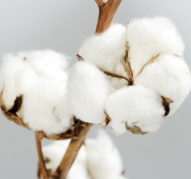 Picture of Fragranza Fiori di cotone