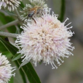 Immagine di Alfa bisabololo naturale organico