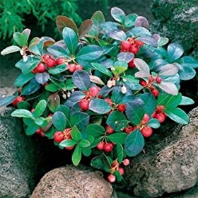 Immagine di Olio essenziale Wintergreen