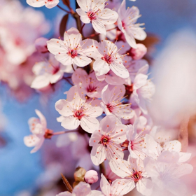 Picture of Fragranza Cherry blossom