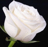 Visualizza i dettagli per Fragranza Rosa bianca Immagine di Fragranza Rosa bianca