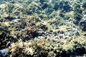 Picture of Sea moist complex®