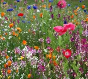 Immagine di Fragranza Fiori di campo savon