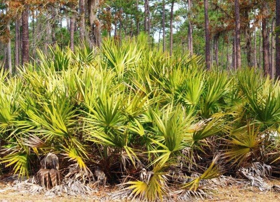 Picture of Estratto idroglicerico serenoa repens