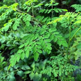 Immagine di Cobiopure