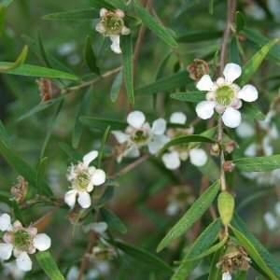 Immagine di Olio essenziale Lemon tea tree