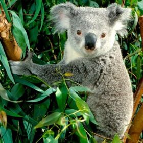 Immagine di Fragranza Sogno australiano