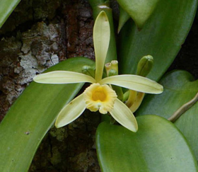 Picture of Fragrancia "Vainilla y orquidea"