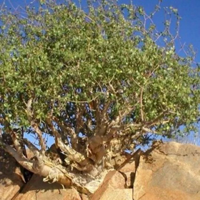 Immagine di Fragranza Mirra & Argan