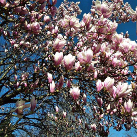 Picture of Fragranza Magnolia tiarè