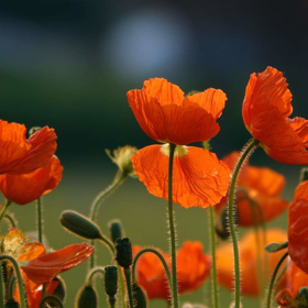 Immagine di Fragranza Fiori d'arancio