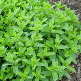 Picture of Fragranza Menta