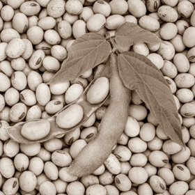 Immagine di Proteine della soia