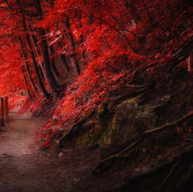 Immagine di Fragranza Bosco rosso
